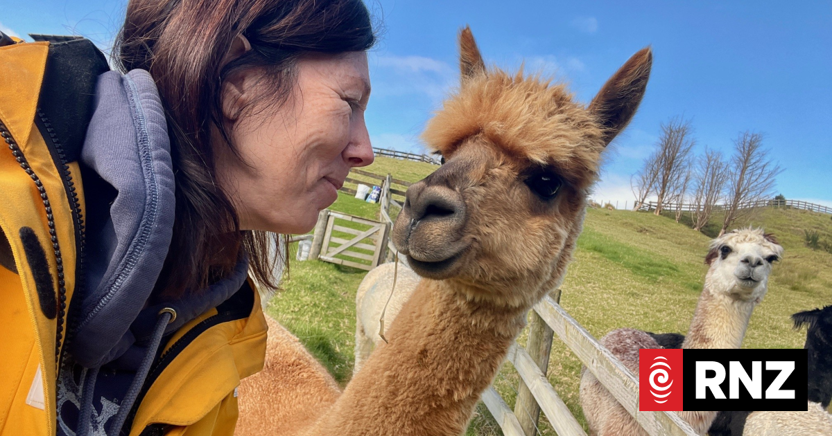 Farm animals need a new home as SPCA seeks fosters