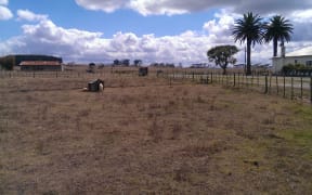Dry pasture in Dargaville.
