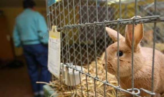 A rabbit in a cage.