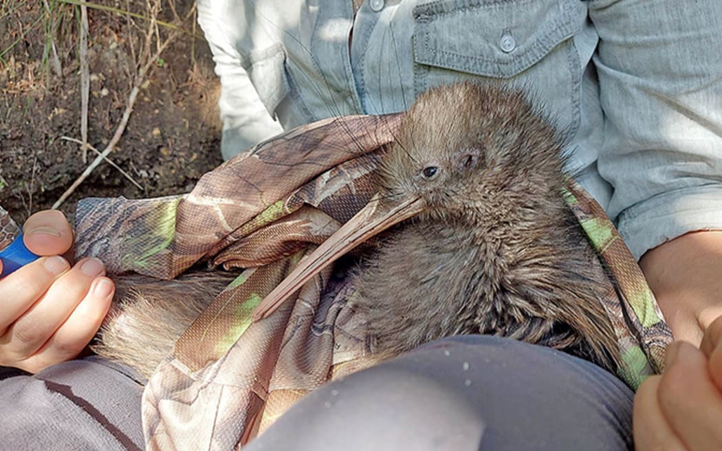 Tuati, a kiwi chick hatched from an egg trust volunteers found abandoned in Ōhope Scenic Reserve, was released into Kōhī Point Reserve two years ago and has been continually monitored until recently.