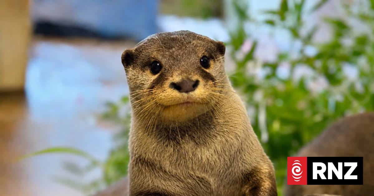 Orana Wildlife Park euthanises sick otter