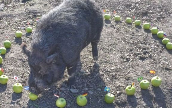 Marcus the Mystic Pig