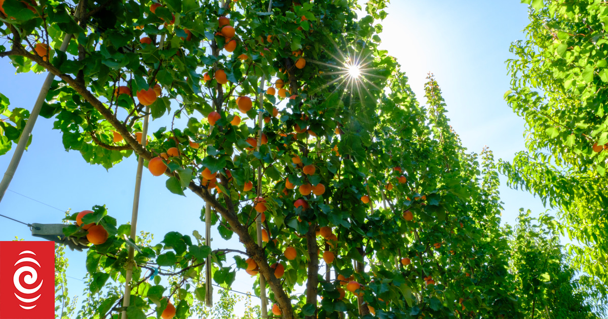 Fruit orchards get boost in yield from simpler architecture - Vimarsana News