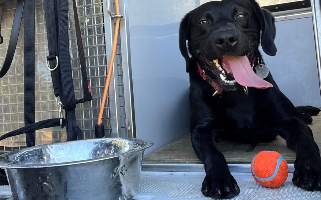Detector dog Bart