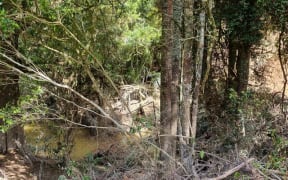 Debris on the Rangitopuni Stream in the rural Auckland community of Coatesville.