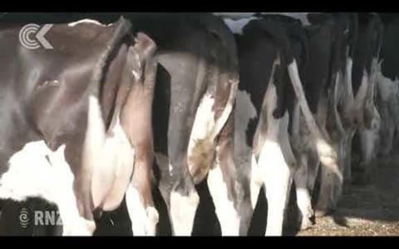 What happens to M bovis meat and where does it go?