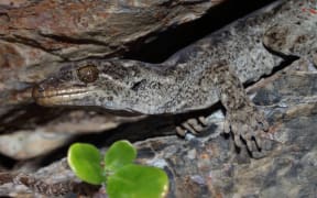 Te Mokomoko a Tohu (Hoplodactylus tohu).