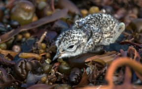 A banded dotterel chick is up and running just a few hours after it hatches.