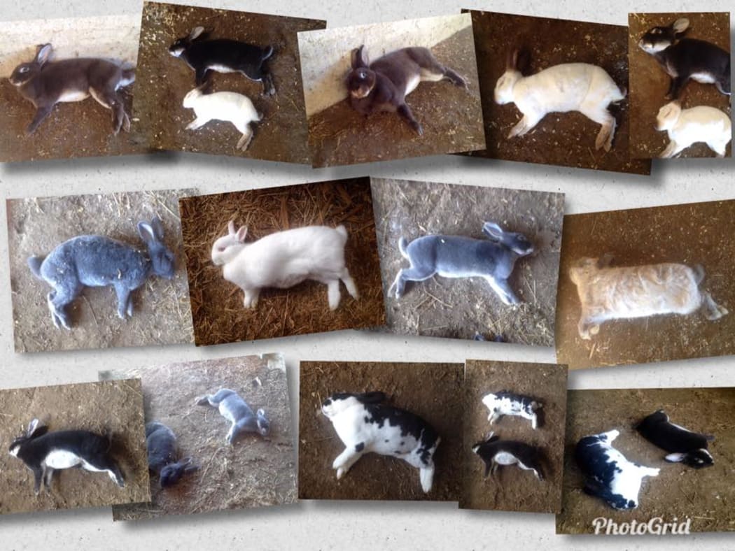 Rabbits that have died from RHVD2