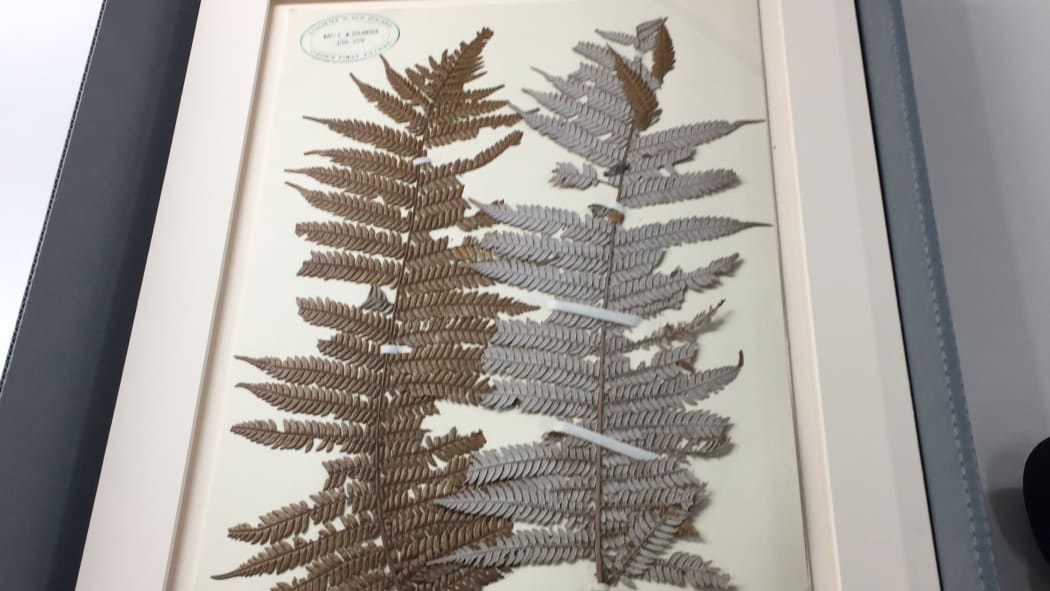 Silver ferns collected by Joseph Banks and Daniel Solander, Endeavour 1769
