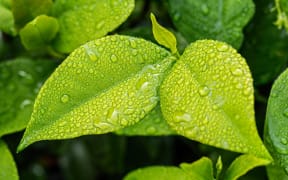 Foliage wet with the rain