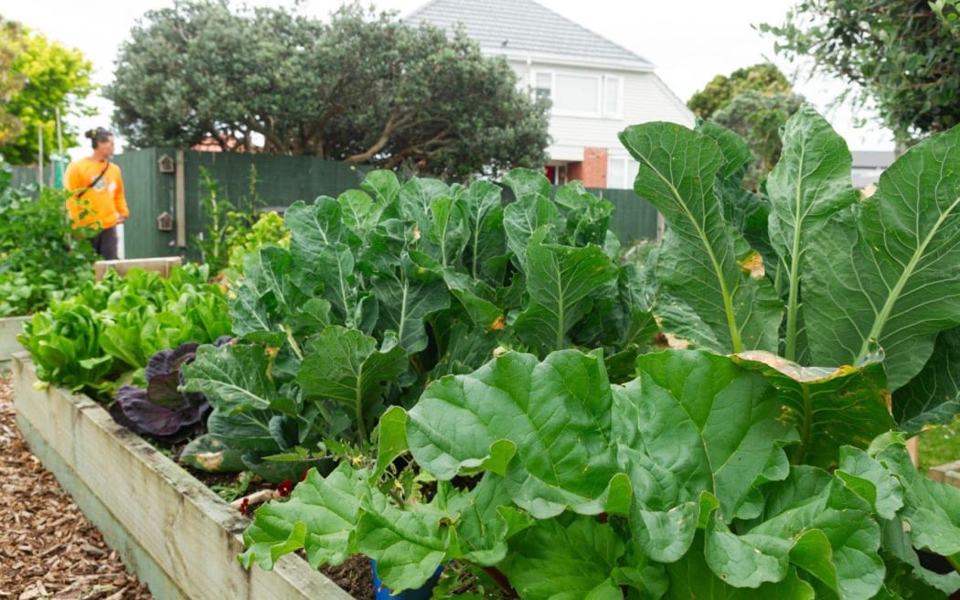 Community gardens across Auckland are helping families access fresh, healthy kai and build local food resilience. Photo/Auckland Council.