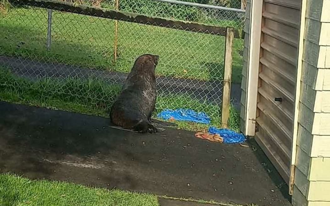 Stray seal in Papakura