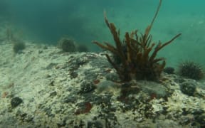 A kina barren in Tonga Island Marine Rerserve - the reserve is one of two marine reserves in Tasman Bay at the top of the South Island, which offer protection to less than one per cent of the bay.