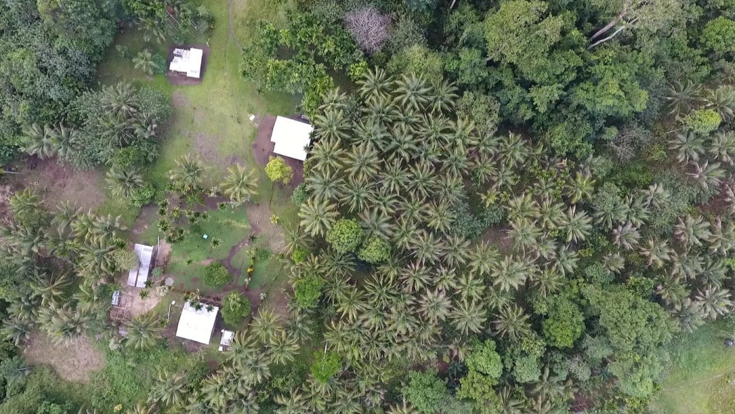Oil Palm central: Mu village, Pomio District, East New Britain, PNG.