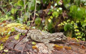 Broad cheeked gecko