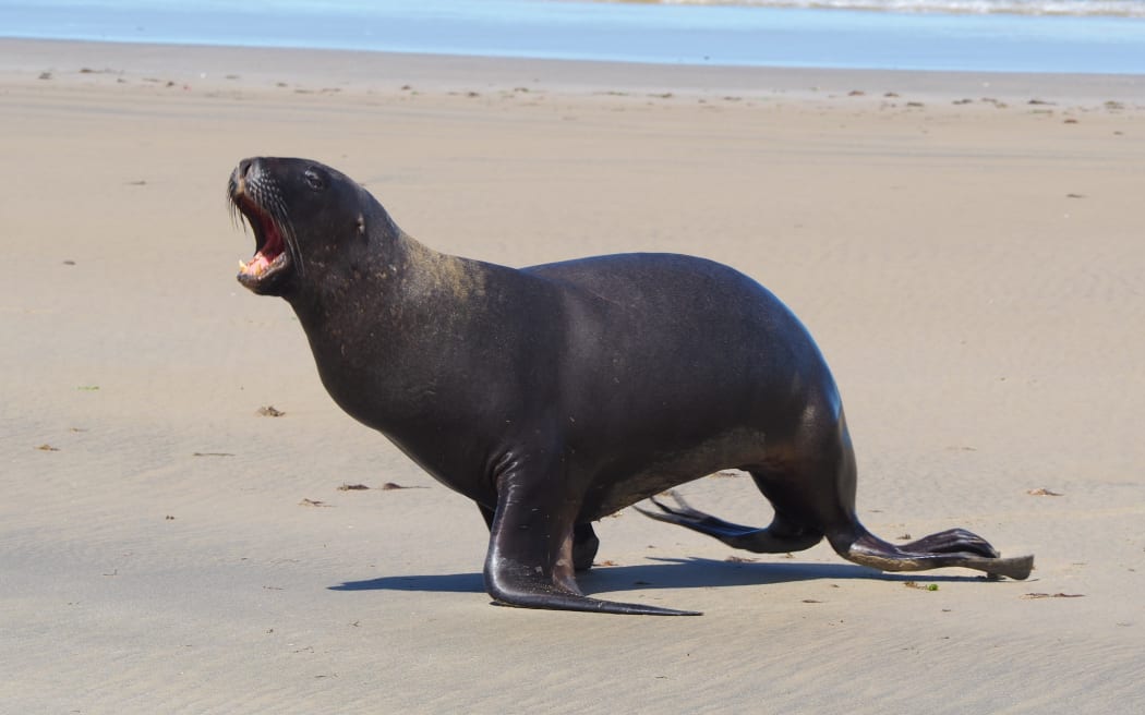 A male sea lion at Surat Bay Beach in the Catlins.