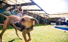 Auckland Council recorded 1341 dog attacks on people last year, including 228 on children under 15.