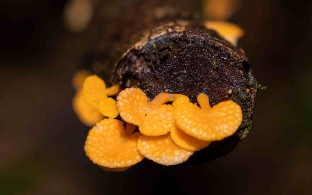 Orange pore fungus Favolaschia calocera.