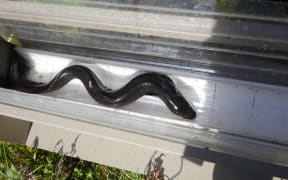 Eels in measuring trough.