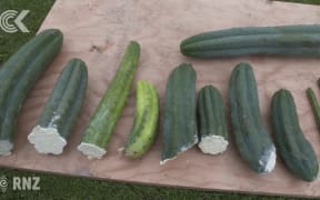 Colossal cactus cut up and sold to buyers all over the world