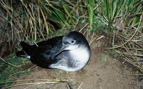 Hutton's Shearwater