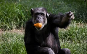 Cara the 33 year old chimp loves a juicy pear at Wellington Zoo.