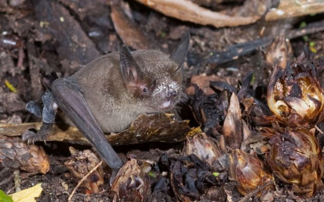 A short-tailed bat enjoying nectar-rich Dactylanthus flowers. Dactylanthus is the only chiropterophilous geoflorous plant in New Zealand. In plain English that's a bat-pollinated ground-flowering plant.