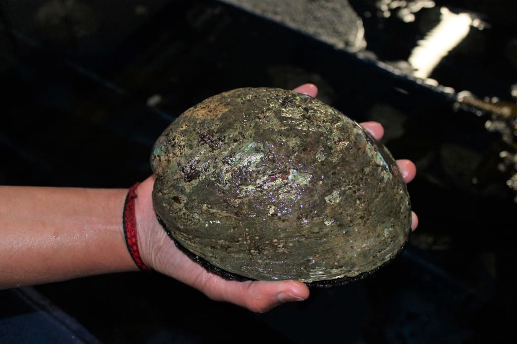 Paua breeding stock