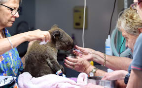 A dehydrated and injured Koala receives treatment at the Port Macquarie Koala Hospital in Port Macquarie on November 2, 2019, after its rescue from a bushfire.