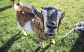 Billy the goat gets up close and curious with the RNZ camera. 18 November 2016.