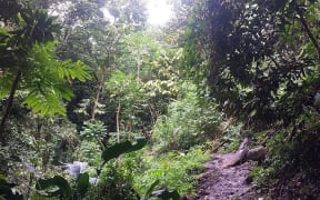 Forest on Mount Vaea, Samoa.