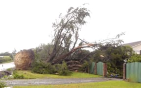 Some of the storm damage caused by the wild winds around Auckland.