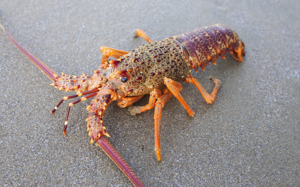 Facebook raffle brings down crayfish poaching ring RNZ News