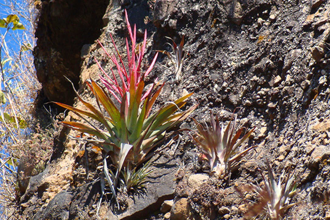 This lovely bromeliad - Tillandsia religiosa - is used alongside lights, tinsel and other flowers in “nacimientos” in Mexico.