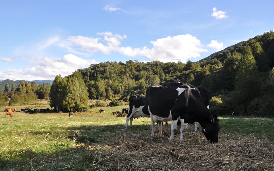 Cows_eating_baleage on_the_Dineens farm_in_Shenandoah