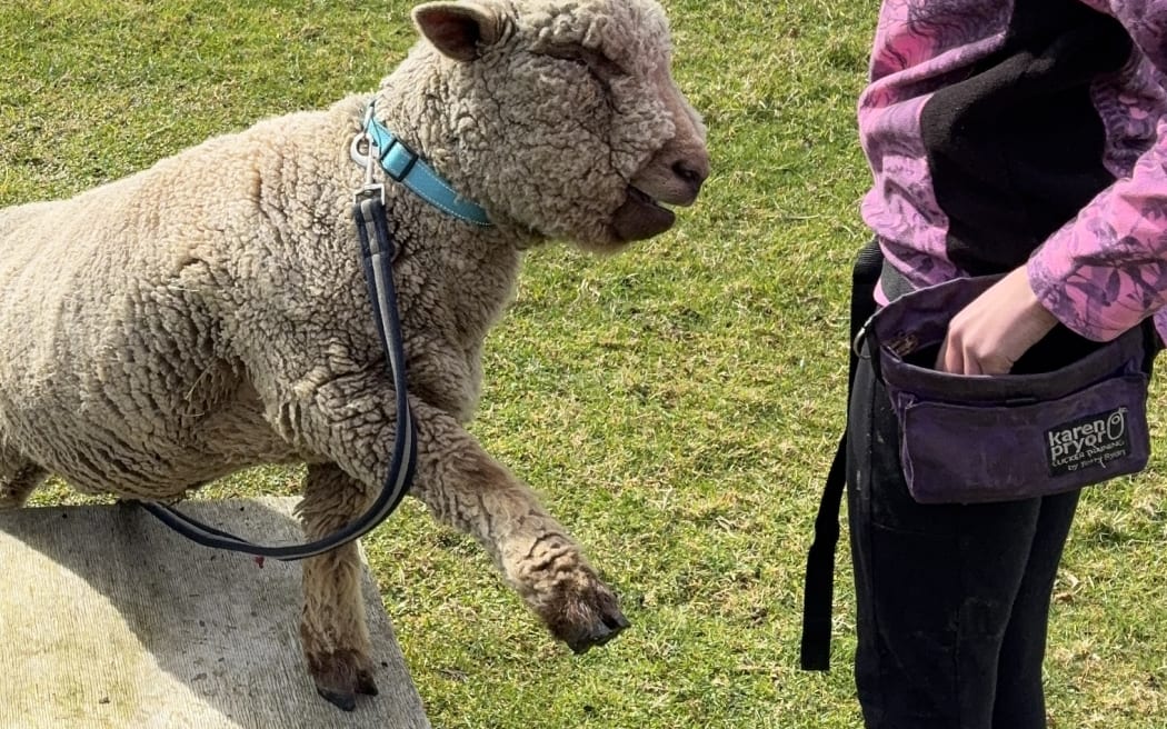 Pipsqueak the sheep waves his hoof as Ariela reaches into her treat pouch to reward him