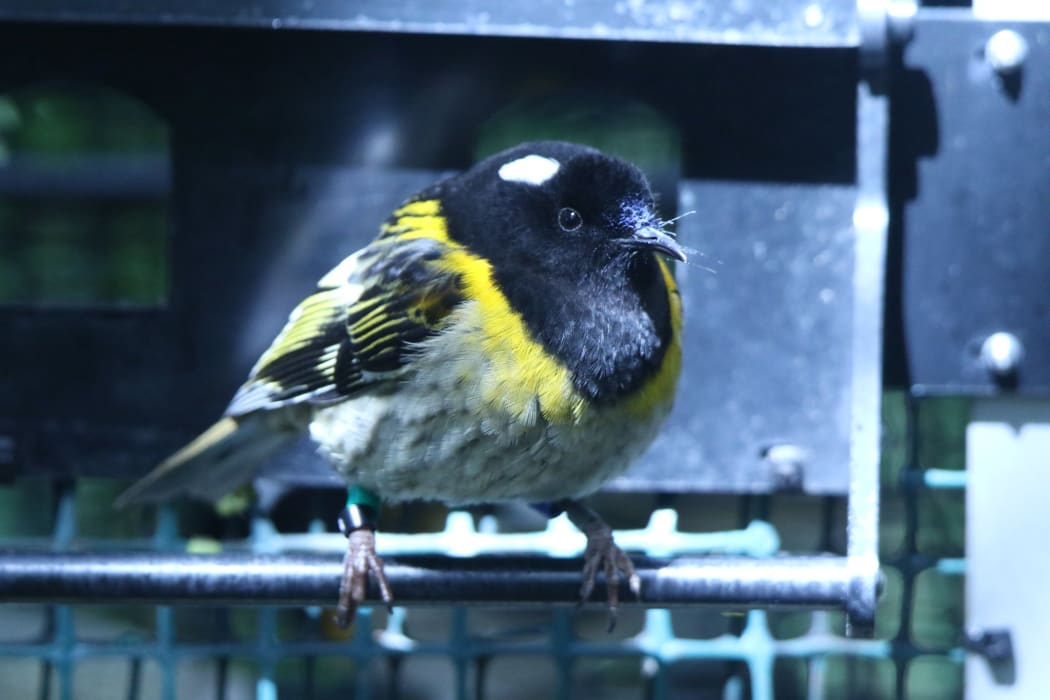 Hihi at a sparkling clean feeder