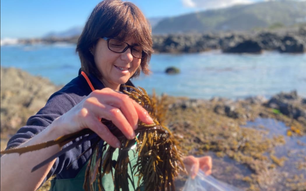 Love Rimurimu, started by Mountains to Sea Wellington, runs a spore bank of native seaweeds and pilots different ways to optimise their survival.