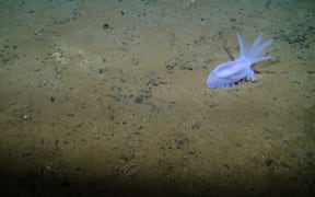 Sea cucumber Amperima sp. on the seabed in the eastern Clarion-Clipperton Fracture Zone.