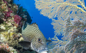 Spotted sweetlips in Palau