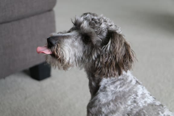 Owner worried it will be a casualty of stray dogs roaming around Weymouth