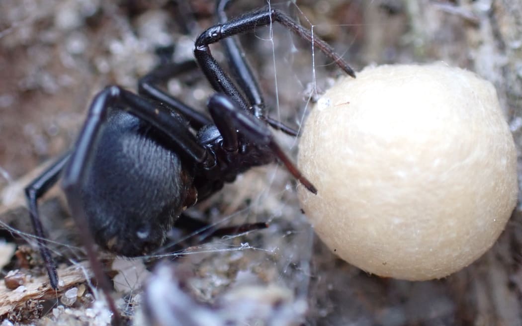 A mature female katipō, with an egg sac. Masters student James Roberts is researching katipō for his studies.