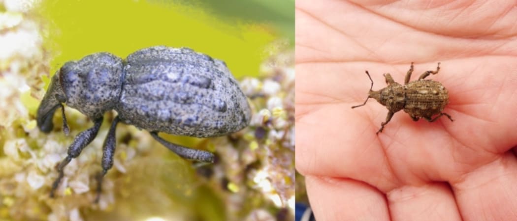 Weevil pano