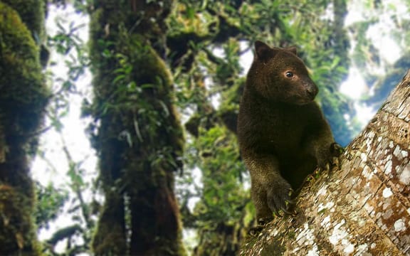 A Tree Kangaroo in Papua New Guinea.