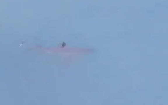 Great white shark in Taranaki