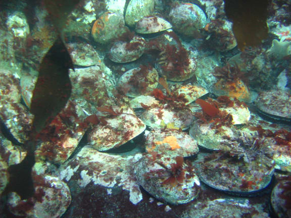 Paua beds on Otago Peninsula.