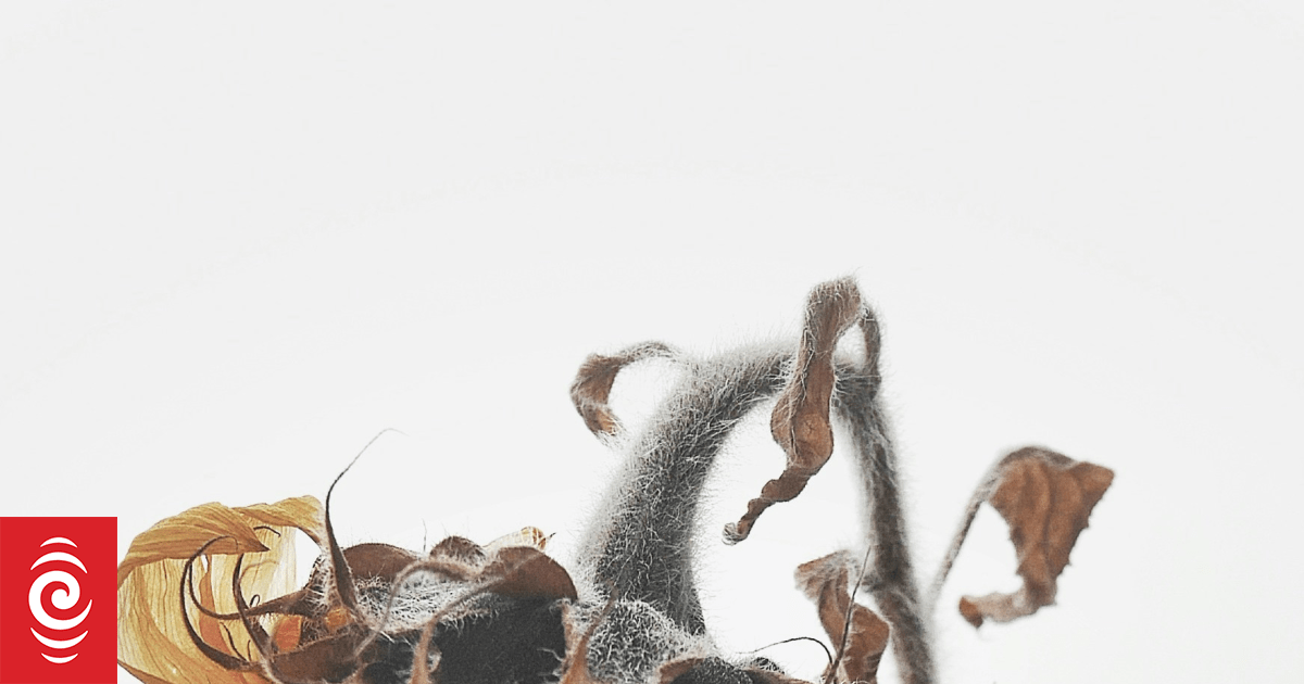 What can you do about a low libido in women? RNZ News