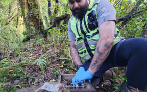 Tāne Houston, a mountain ranger with the Taranaki Mounga Project, resets a trap which has killed a Norwegian rat