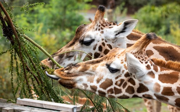 Giraffe